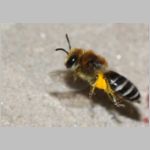 Colletes daviesanus - Seidenbiene w001e 9mm beim Nestanflug - OS-Insektenhotel det.jpg